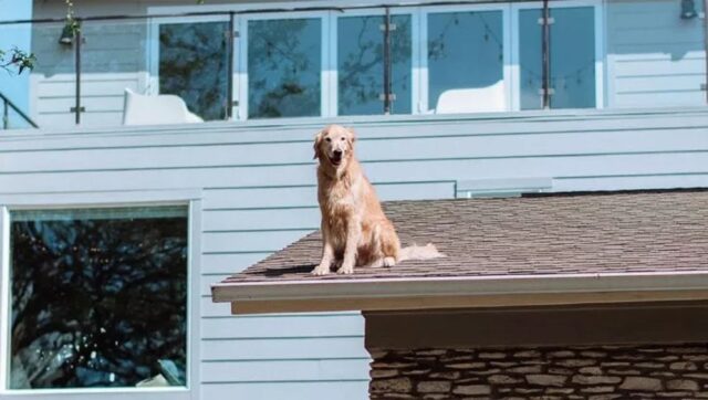 Cane sul tetto di casa: ecco dove passa le giornate il Golden Retriever Huck