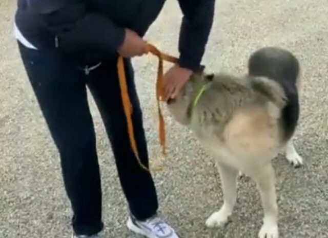 Cane ucraino adottato da Andrea Bocelli: era rimasto sordo dopo i bombardamenti