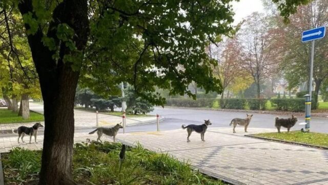 Cani abbandonati affamati in Ucraina in fila per ricevere un po’ di cibo