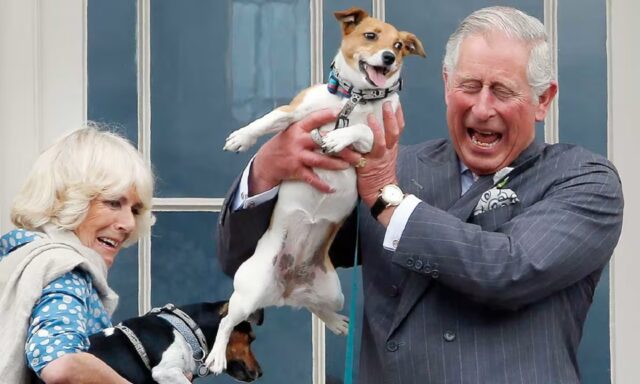 I cuccioli di Carlo e Camilla “cacciano” dal Palazzo i cani della Regina Elisabetta II (affidati al figlio Andrea e all’ex Sarah Ferguson)