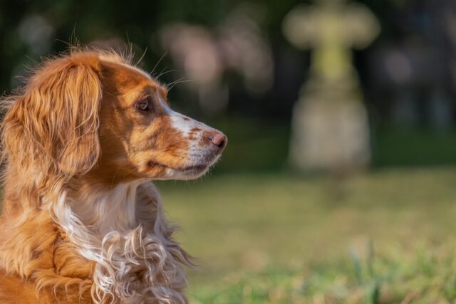 Cimiteri per animali domestici in Lombardia, cosa dice la nuova legge