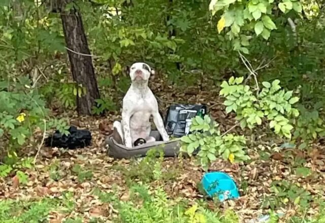 Cucciolo abbandonato nel bosco con tutte le sue cose aspetta che qualcuno lo salvi