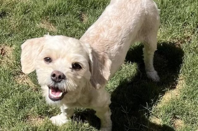 Questa cagnolina abbandonata e trascurata sorride ai suoi soccorritori mentre la salvano: sembra capire tutto