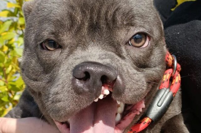 Cucciolo con uno strano sorriso viene abbandonato, ma trova presto la sua casa per sempre