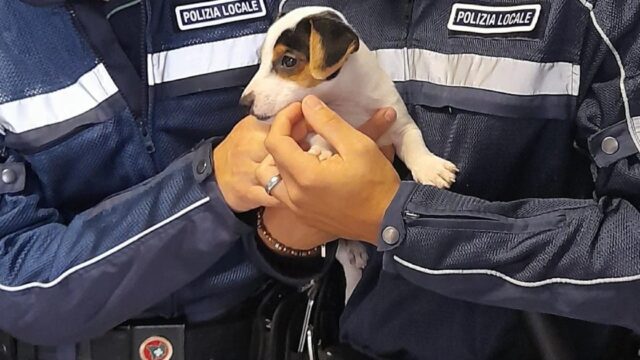 Cucciolo di Jack Russell legato al collo e appeso nel vuoto: per il proprietario doveva essere educato