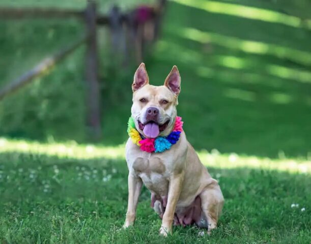 Cane abbandonato cerca una casa per sempre dopo aver sofferto per gli abusi subiti