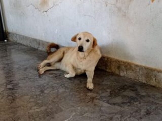 Il cane dell’Università di Palermo torna a casa, dopo una brutta avventura in canile