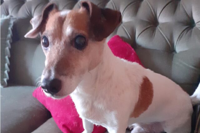 Jack Russell rapito nel centro di Peterborough: George fa ritorno a casa dopo un’ora