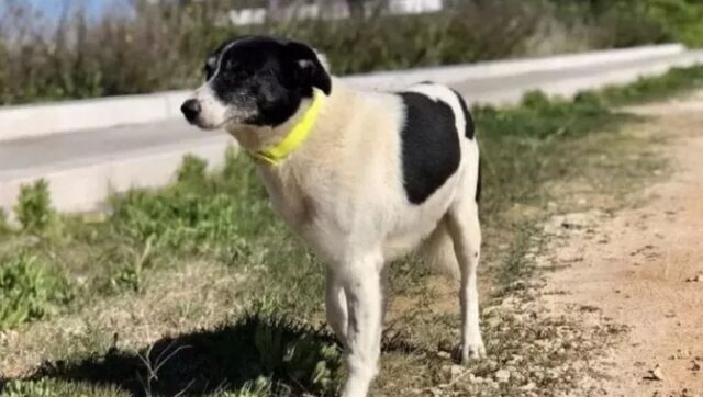 Willy, il cane di quartiere di Bari, è morto: addio al dolce cagnolino