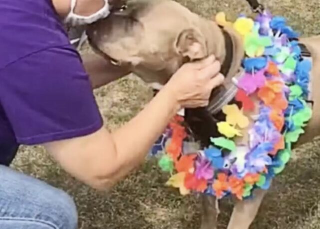 500 giorni nel rifugio, il cane Joey è così speciale da ricevere un addio altrettanto speciale