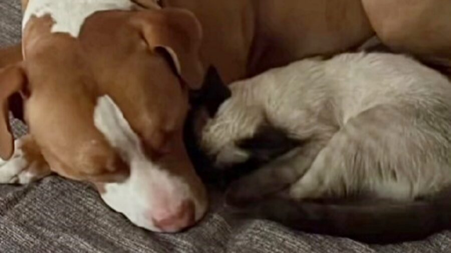 Il Pit Bull Odiava I Gatti Ma Alla Fine Diventato Il Pap Adottivo