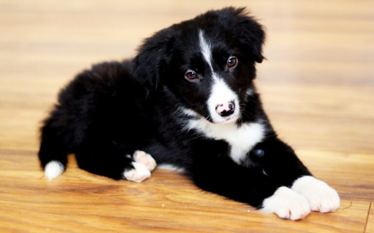 Border Collie Cuccioli Cosa Sapere Sui Piccoli Di Questa Razza