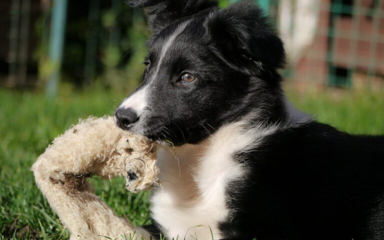 Border Collie Cuccioli Cosa Sapere Sui Piccoli Di Questa Razza