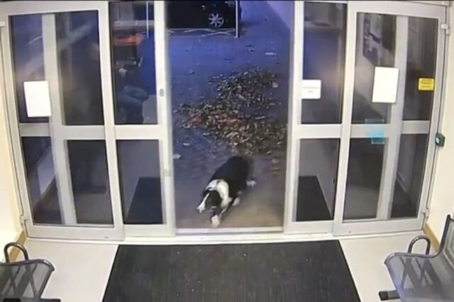 Border Collie smarrito va dalla polizia: gli agenti trovano il suo proprietario