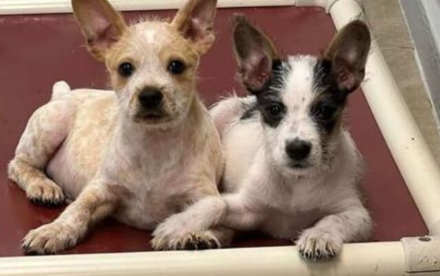 Questi due cani fratellini commuovono tutti tenendosi la zampetta mentre sono al rifugio