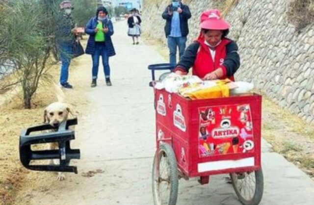 Un cane fedele accompagna quotidianamente il suo umano al lavoro, aiutandolo a vedere i gelati