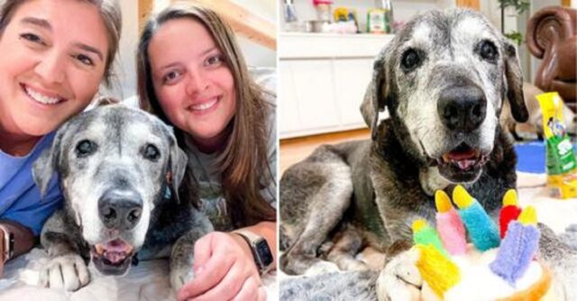 Cane abbandonato nel rifugio a 19 anni, gli danno un mese di vita e i volontari decidono di farle un grande regalo