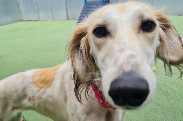 Cane angosciato e dolorante abbandonato: viene salvato al momento giusto