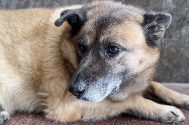 Cane di quartiere di Avellino in sovrappeso: i volontari cercano di salvare Pippo