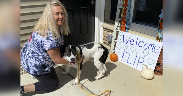 Cane in un rifugio per 2555 giorni: finalmente qualcuno adotta Flip