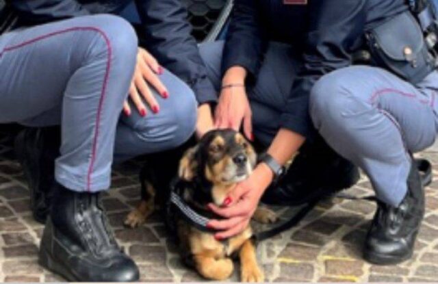 Cane investito e abbandonato: Spritz salvato da due poliziotte