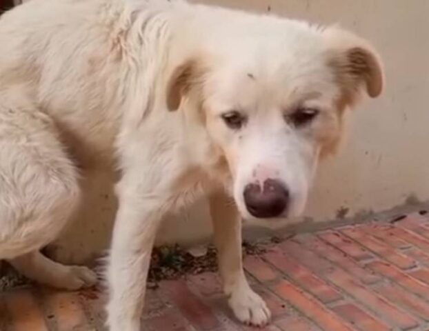 Cane lasciato in strada a Vasto dai proprietari che andranno a vivere all’estero: Furio cerca una nuova casa