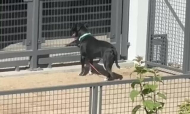 Cane lasciato solo nel parco con un bigliettino molto triste: una donna lo trova per fortuna