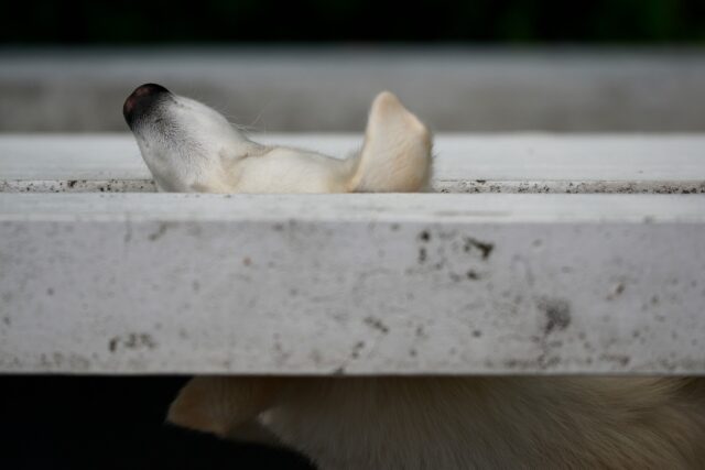 Cane lasciato sul balcone a Sanremo: multa da 6mila euro alla proprietaria che stava partorendo