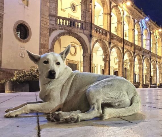 Cane mascotte del centro storico di Mazara del Vallo è morto: addio a Bianchina