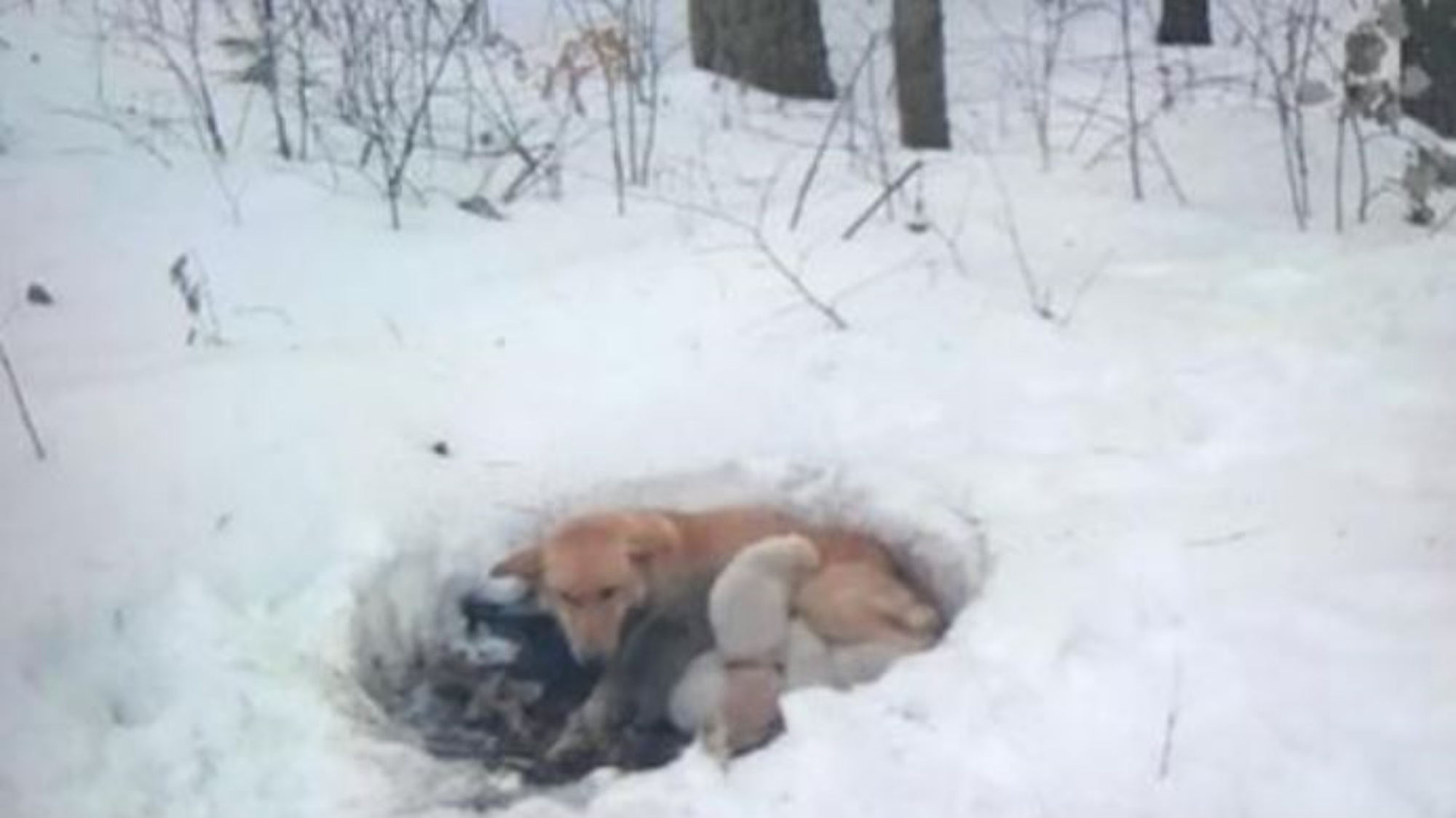 фото спящих в снегу лаек в контакте