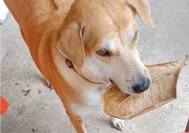 Cane raccoglie le foglie cadute dagli alberi e paga così il suo cibo