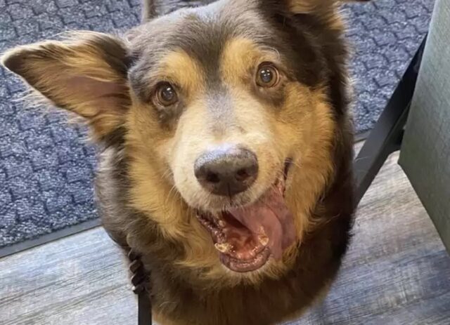 Cane randagio con pochi mesi di vita riceve un regalo meraviglioso dalla donna che lo ha salvato