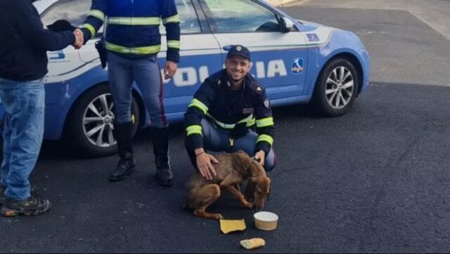 Cane vagante in autostrada: la Polizia salva Pulce, un Segugio italiano impaurito