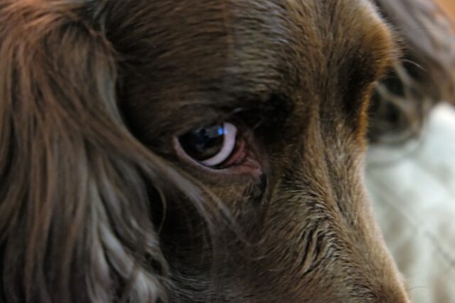 Cani tenuti in case piccole e sporche: per la Corte di Cassazione è reato di abbandono