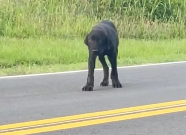 Cucciolo abbandonato sulla strada di campagna attende per giorni: spera che la famiglia torni indietro