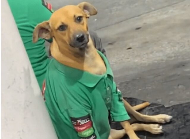 Cucciolo senzatetto adottato dai dipendenti della stazione di servizio: ha anche un uniforme