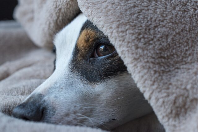 Il cane cura la fibromialgia della sua proprietaria: la storia di Totò