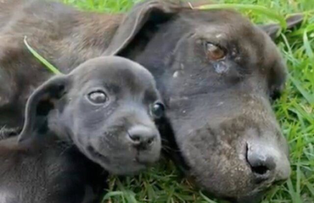 Mamma piange perché non può sfamare i cuccioli: il video che ha commosso tutti quanti