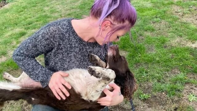 Springer Spaniel scappa durante i fuochi d’artificio: donna crede di averla seppellita, ma lei torna a casa