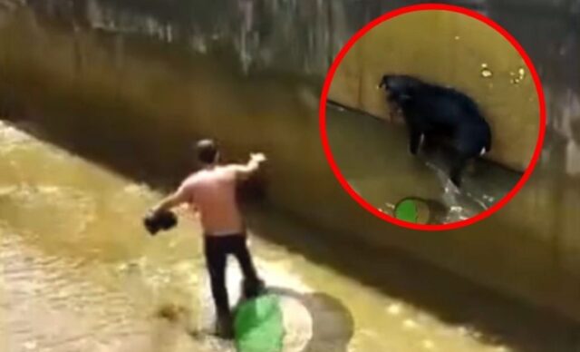 Tassista salva un cucciolo nel fiume: rischiava di essere portato via dalla corrente