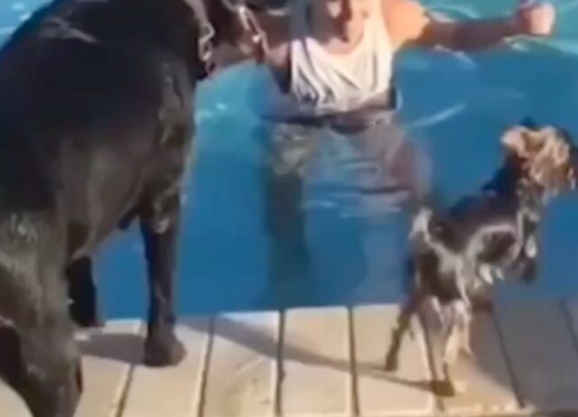 Cagnolino intelligente entra in piscina in modo esilarante, evitando di entrare a contatto con l’acqua