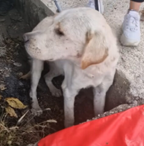 Cane ferito si è nascosto in un tubo di scarico fino all’arrivo dei soccorsi