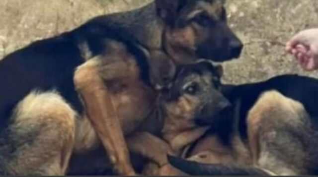 Durante un temporale pieno di fulmini i soccorritori hanno lottato per salvare questi cani