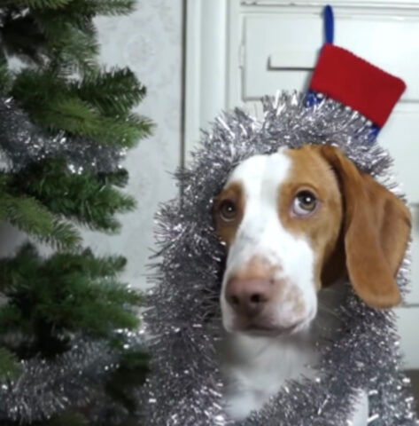 E se a decorare l’albero di Natale fosse un cane? È il momento di scoprire come farebbe