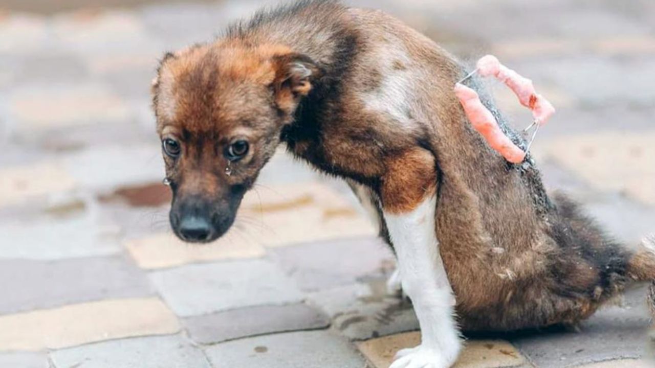 cagnolino randagio