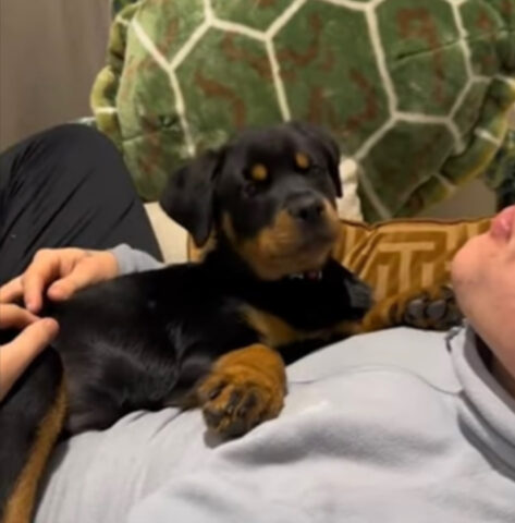 Il cucciolo di Rottweiler impara ad ululare grazie al suo fratellone