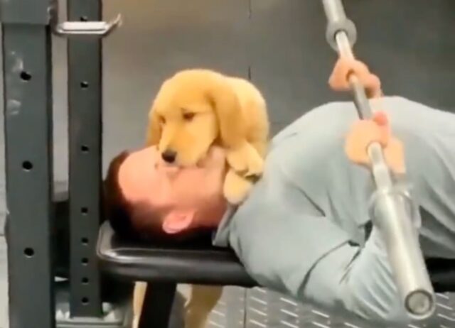 Il padrone prova ad allenarsi in palestra, ma il suo cagnolino vuole essere coccolato a tutti i costi