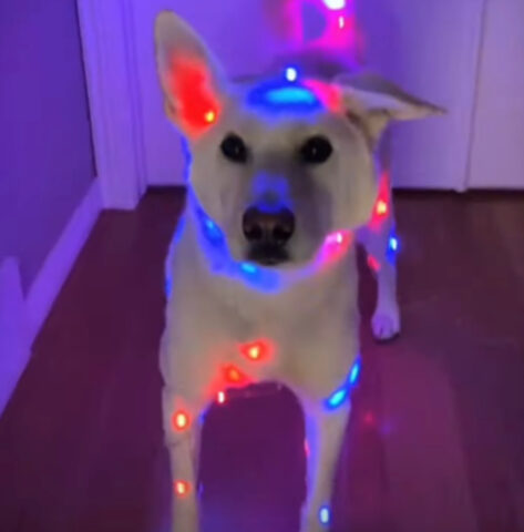 La cosa più tenera di questo Natale? Questo cane pieno di luminarie