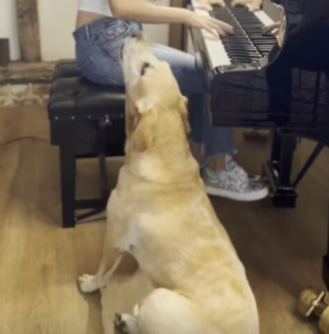 La ragazza suona una fantastica melodia al piano e il suo cane canta con lei