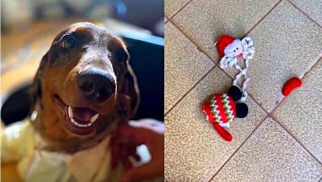 Cane distrugge tutte le decorazioni natalizie e poi le nasconde: il Grinch dei Bassotti